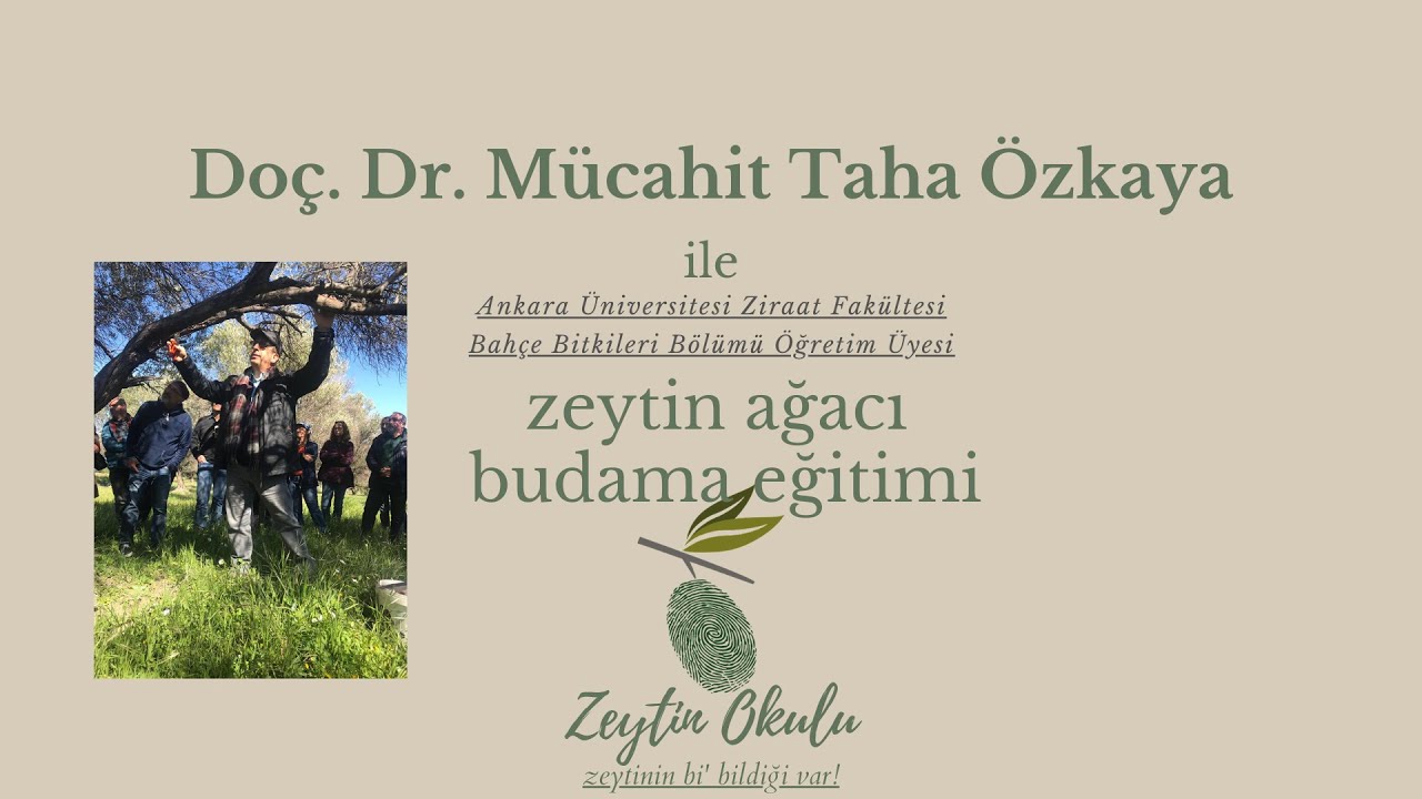 1 Mart 2020 Zeytin Ağacı Budama Eğitimi