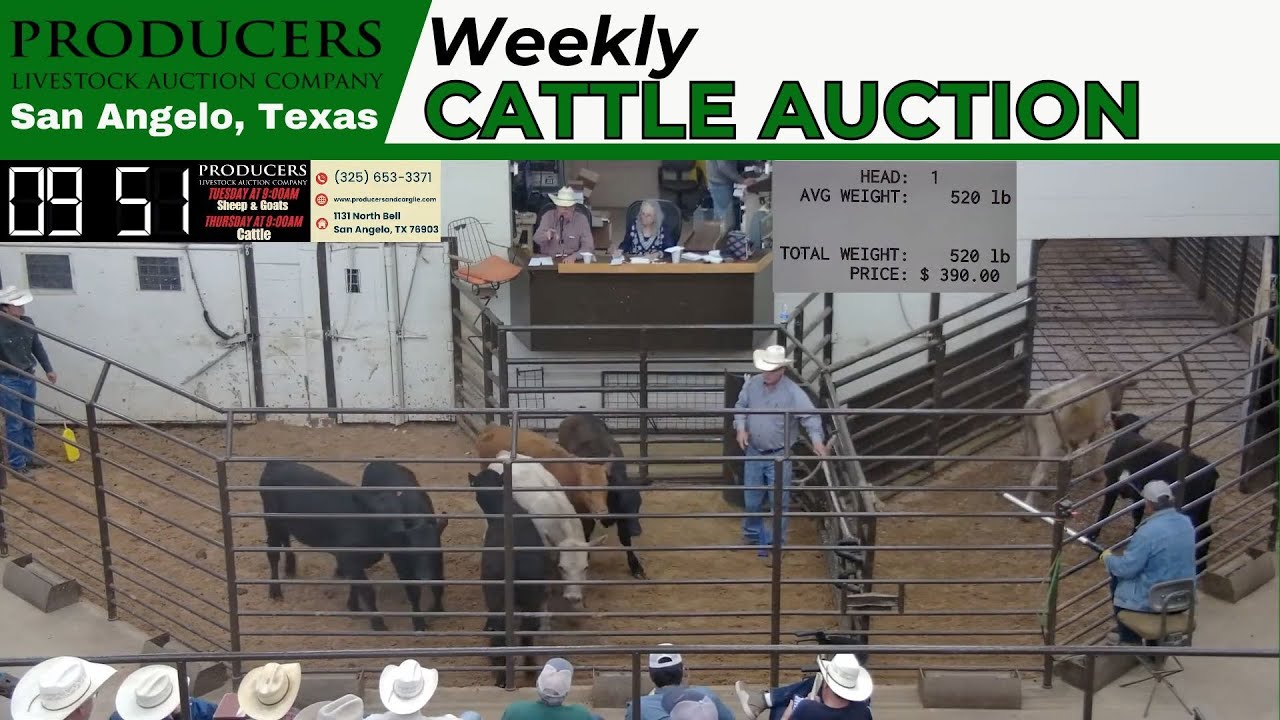 5/8/2025 - Producers Livestock Auction Company - Cattle Auction