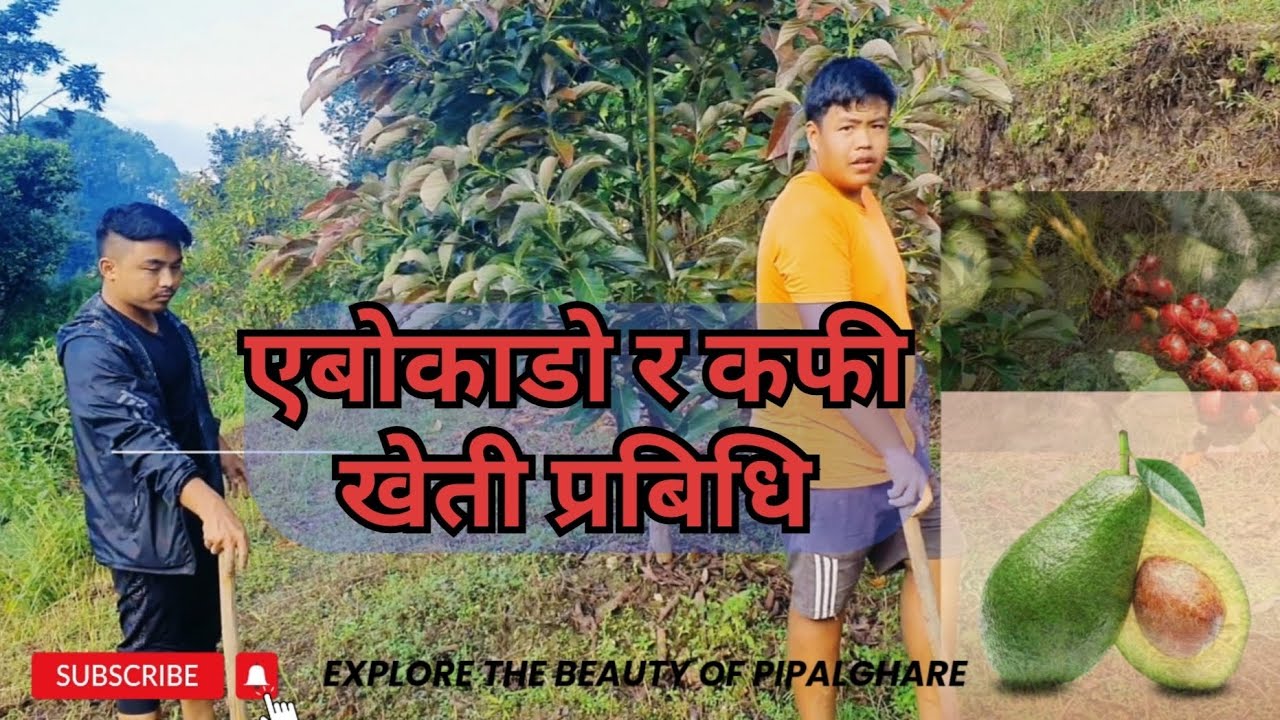 avocado farming in nepal || coffee farming nepal || Pipal Ghare Official |सिन्धुपाल्चोक कफी  एबोकाडो