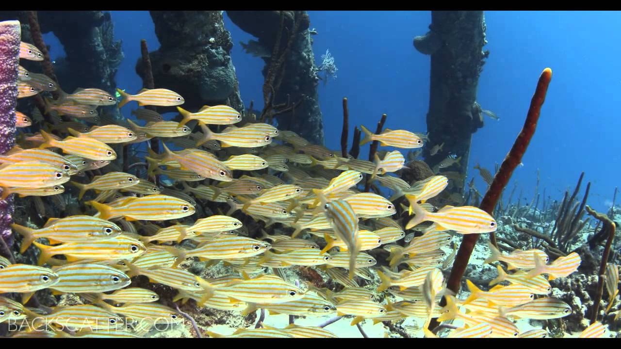 Canon 1DC Underwater Video by Joel Penner