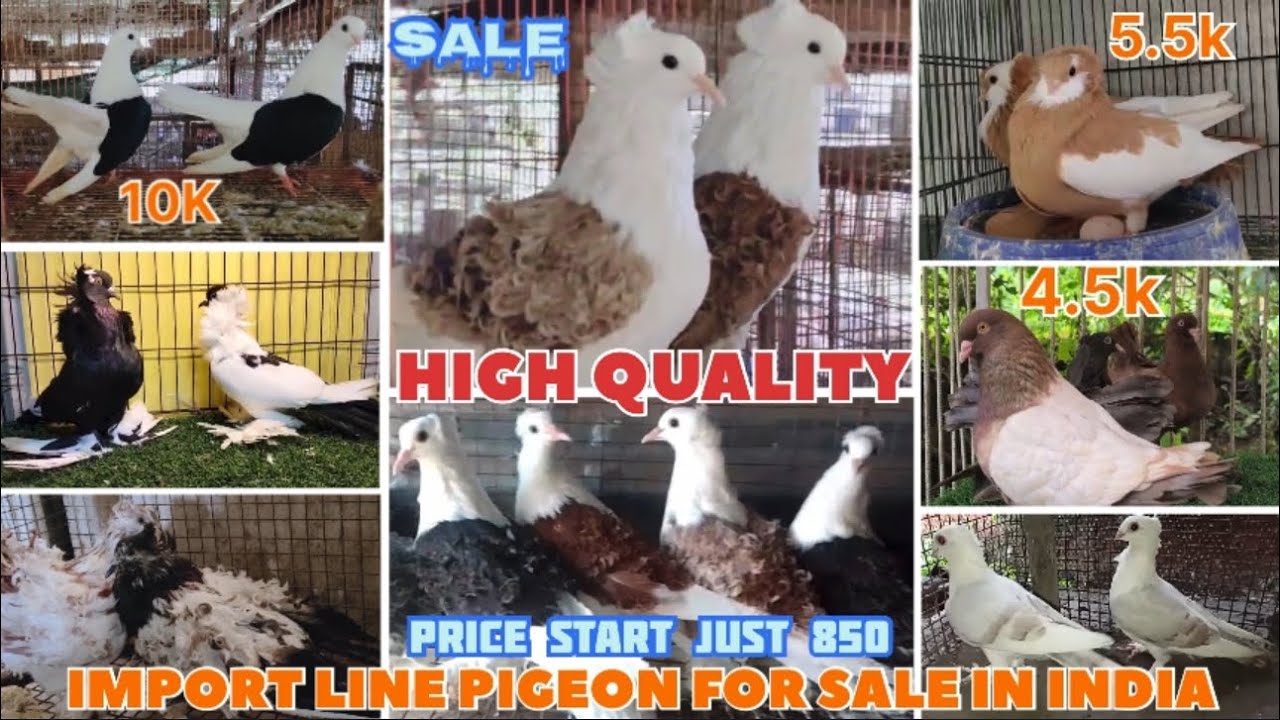 #videos Imported line pigeon 🕊️for sale in India 🇮🇳 इम्पोर्ट लाइन के कबूतर सेल 🤑#pigeon 