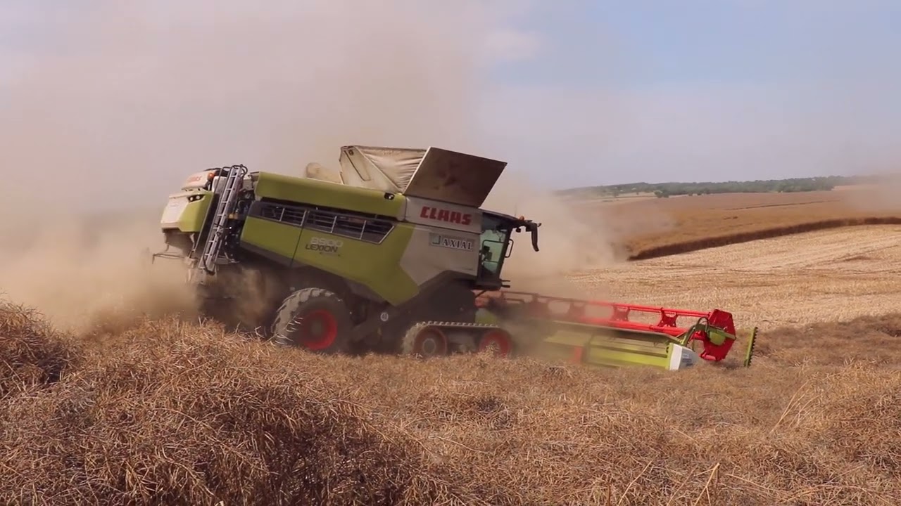 Claas Lexion 8900  Repce aratás Canola Harvest Rapsernte 2023