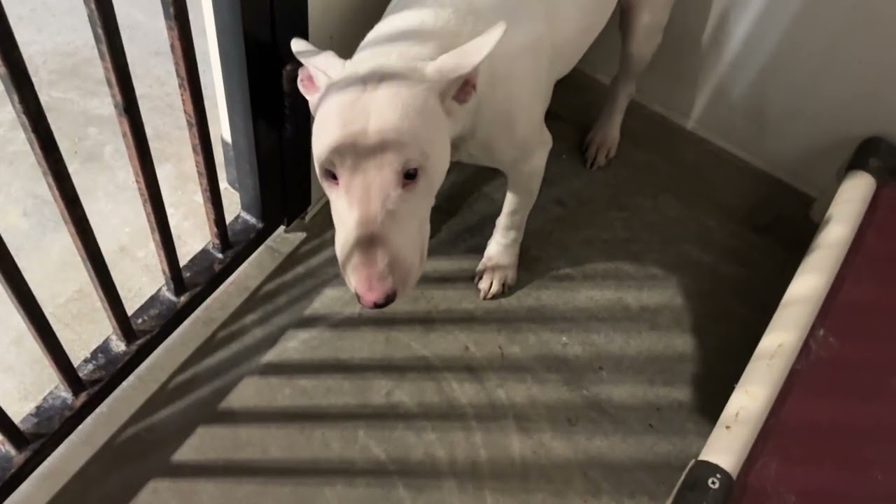 WINSTON THE BULLTERRIER
