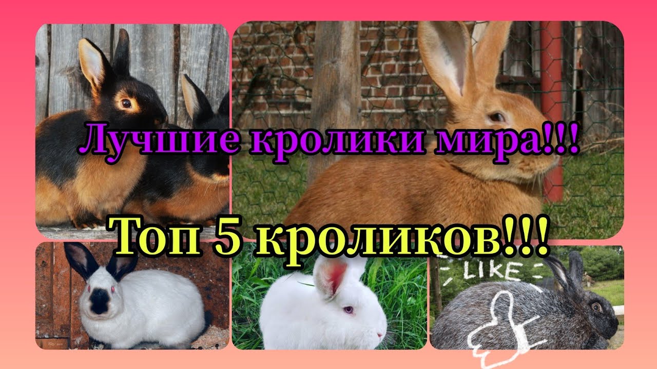 Лучшие кролики мира! Топ 5 кроликов мира!