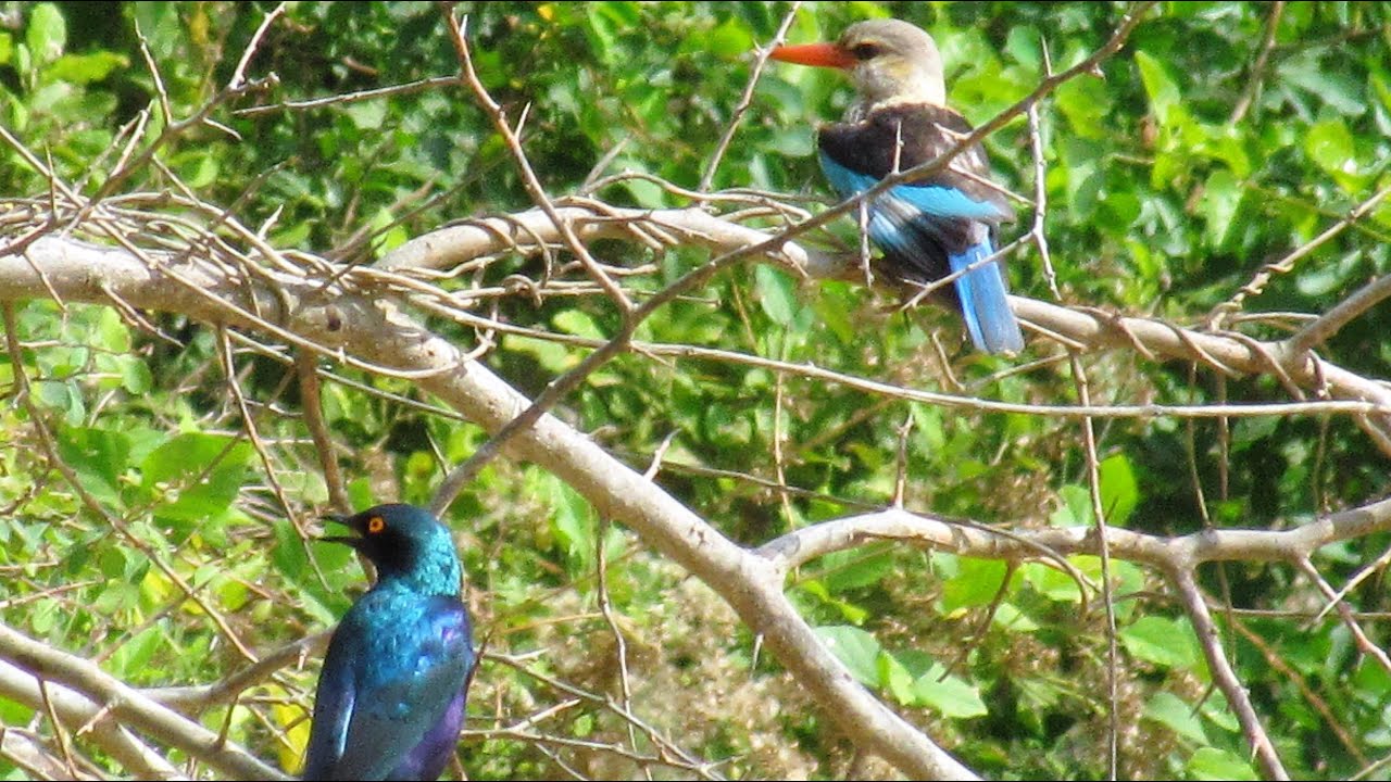 BEST BIRDS OF SOUTH AND NORTH COAST KENYA- Marafa, Diani and Malindi