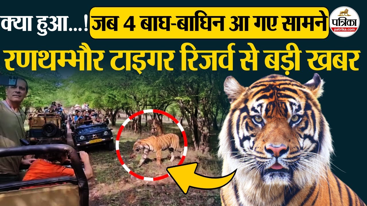 Ranthambore Tiger Reserve रणथंभौर में पर्यटकों का हुआ बाघ के कुनबे से सामना ! देखिए क्या हुआ...