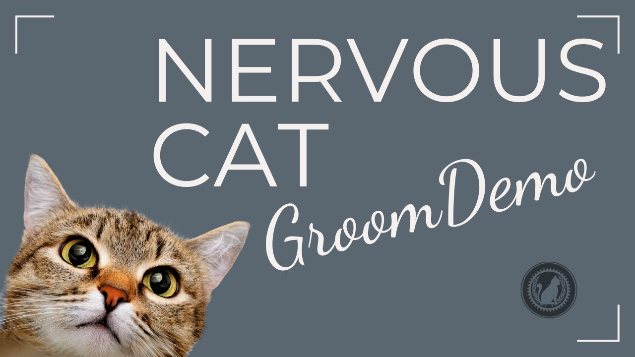 Grooming a Nervous Persian with Jackie Warbis