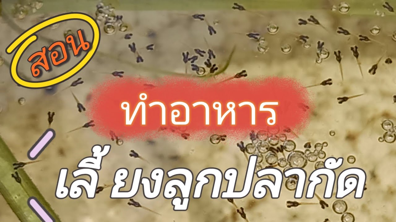 สอนทำอาหาร เลี้ยงลูกปลากัด เมื่อไม่มีไรแดง