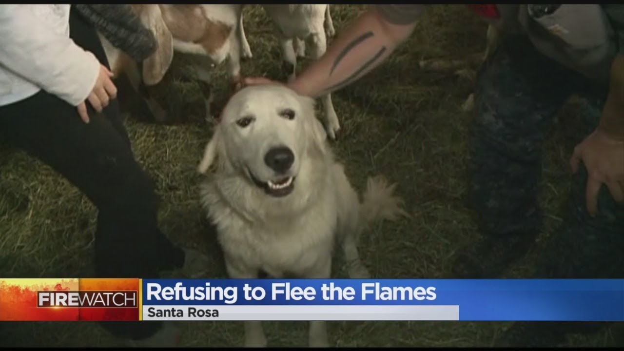 Dog Protects Livestock From California Wildfires
