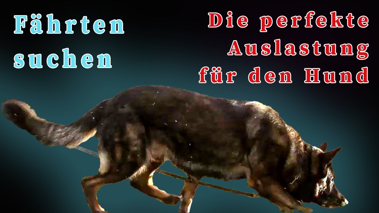 Fährte - Die perfekte Auslastung für den Hund