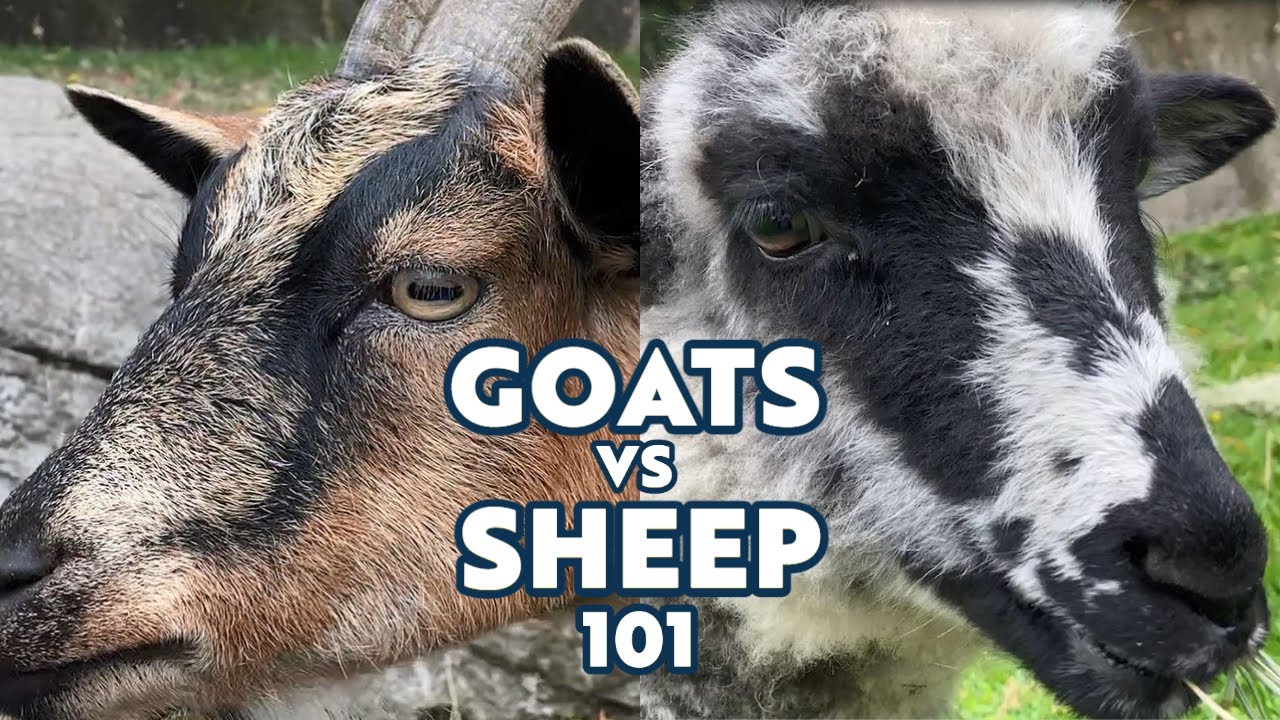 Goats vs Sheep 101