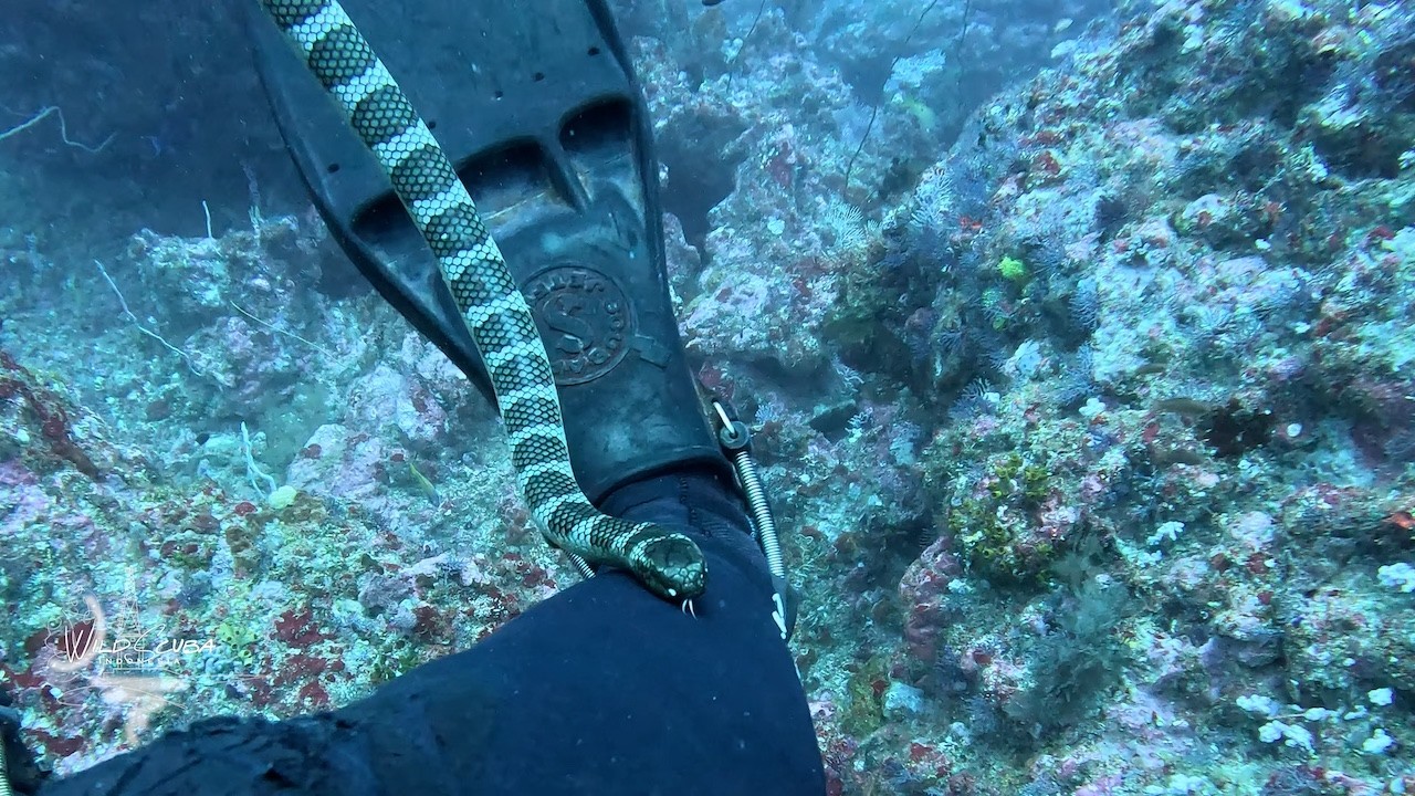 Thundercloud surges, barracuda blizzards, seakraits shenanigans and amazing corals!