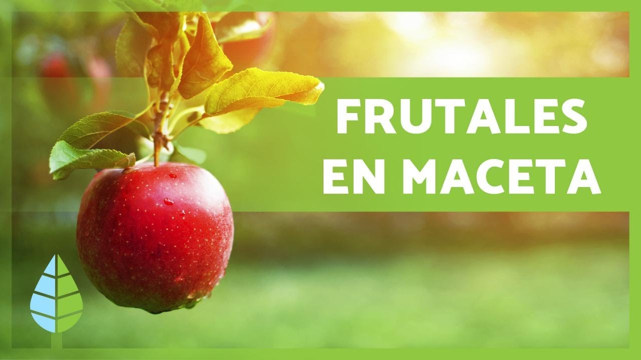 Cómo cultivar ÁRBOLES FRUTALES en MACETAS 🍑🌳🍎