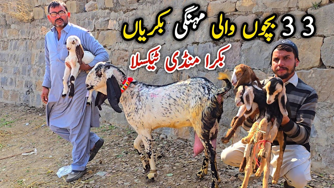 3 Bacho Wali Bakriyan Taxila Bakra Mandi Update January 2026