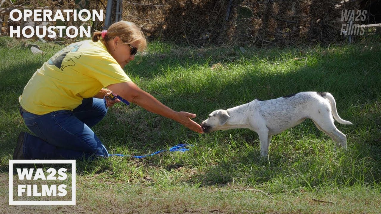 Hope Rescues Starving Puppy After Hurricane Harvey - Hope For Dogs | My DoDo