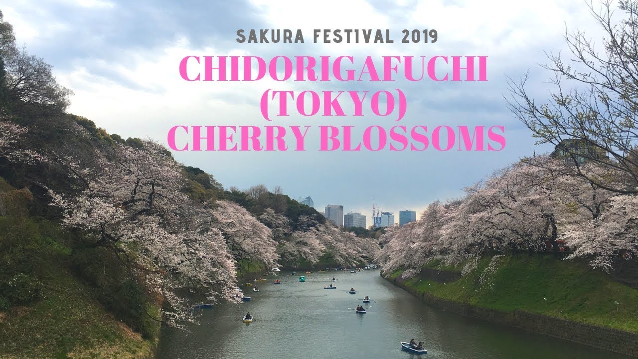 Chidorigafuchi Cherry Blossom (SAKURA) Festival 2019 I Tokyo (Japan) I