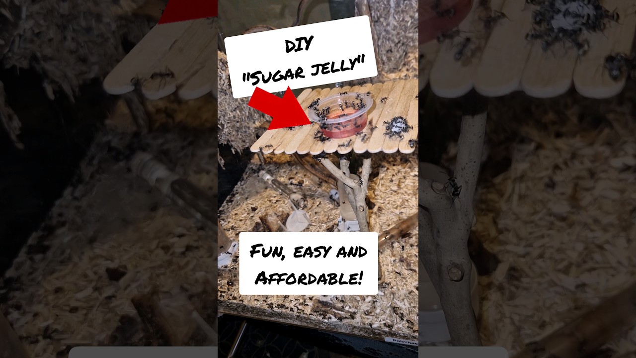 DIY Sugar jelly for ants! Low budget and easy