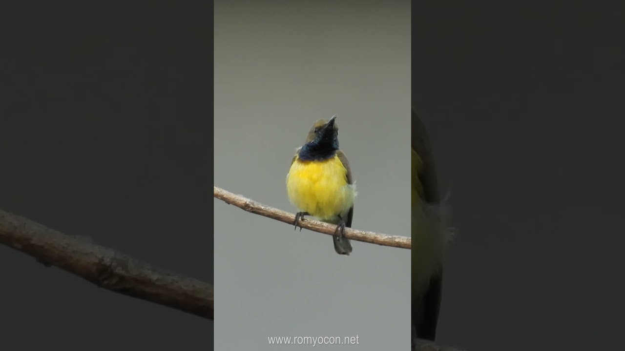 A Singing Sunbird
