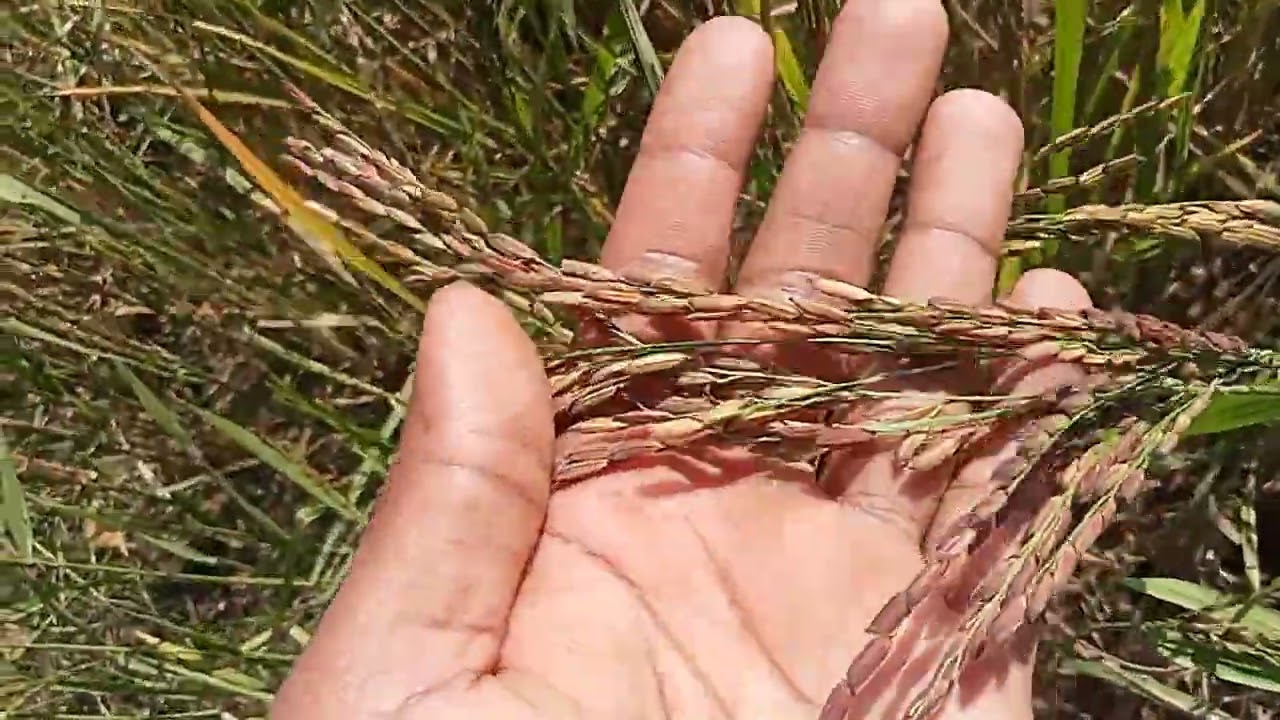লাল বিন্নি ধানের চাউল।Red binni rice.