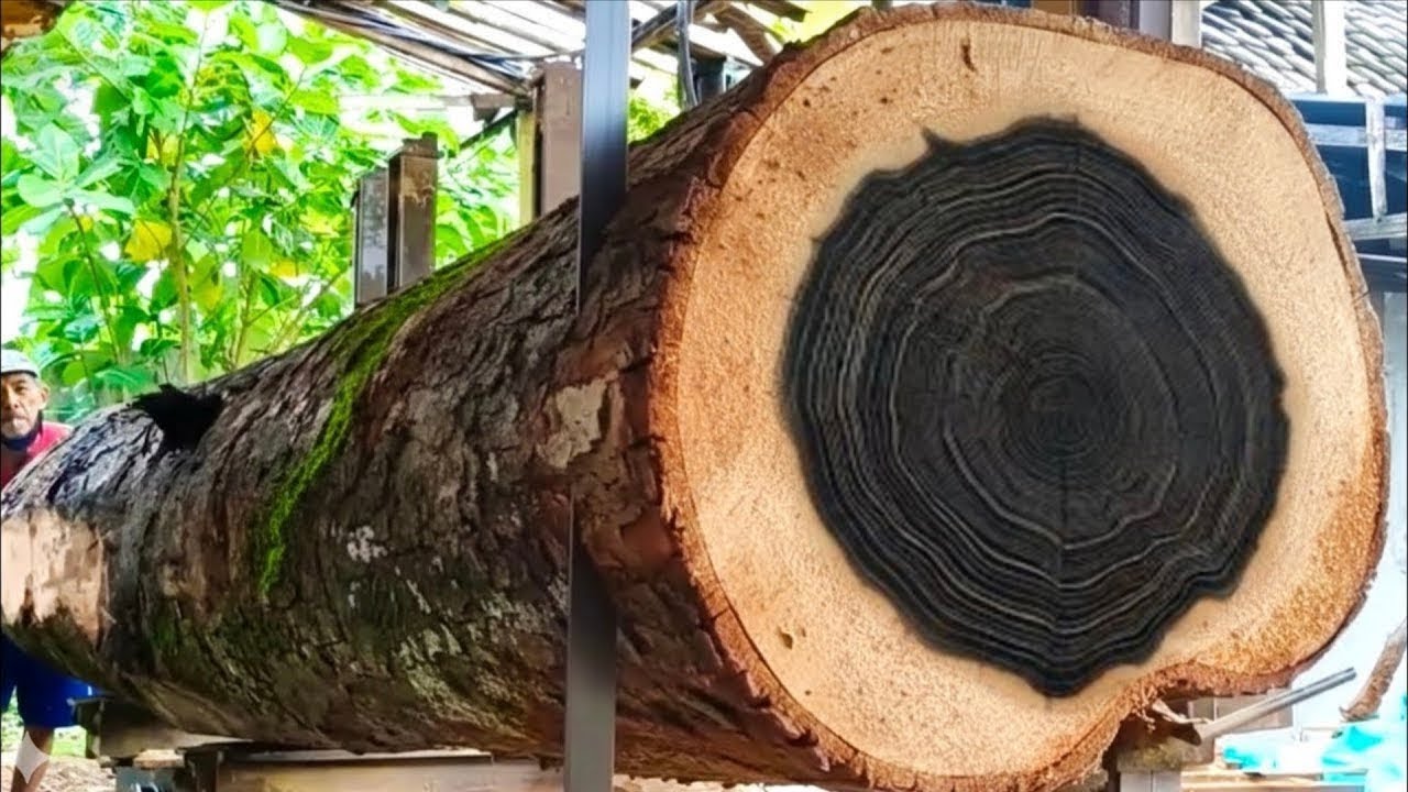 Splitting large, long trees into beautiful, thick planks