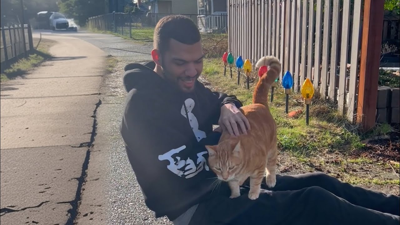Lap cat??