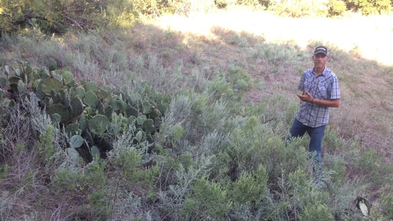 How to get rid of cactus in Texas