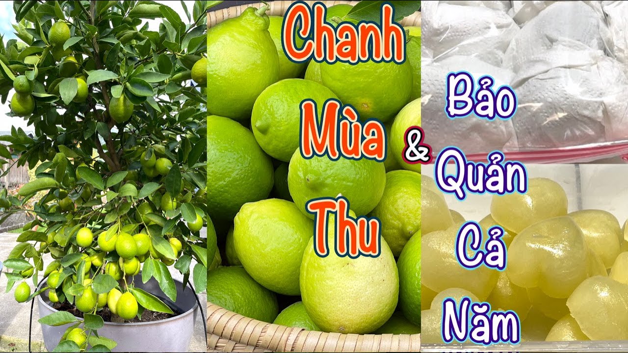 Chanh Mùa Thu & Bảo Quản Cả Năm -Chanh Trồng Trong Chậu -Trồng Chanh Xứ Lạnh - Vlog 215