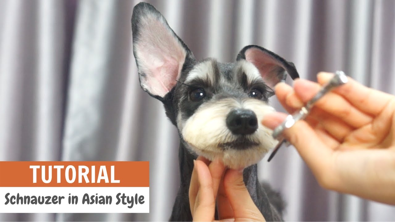 FREE TIPS to GROOMING A SCHNAUZER in Asian Style TUTORIAL | ASIAN CUTE DOGS