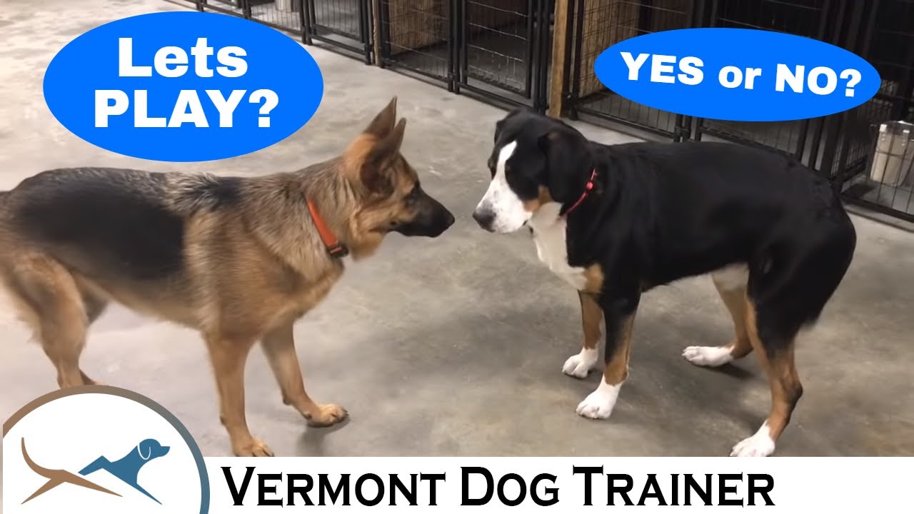 Greater Swiss Mountain Dog and German Shepherd Body Language