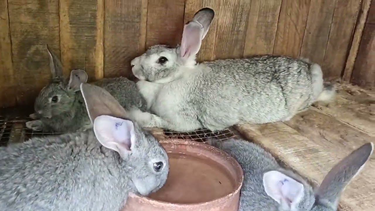 Conejitos para la Feria Agropecuaria Tarma 2025 🐰🐰🐰🐰🐇🐇🐇🐇🐮🐮🐹🐹🐹🐹🐴