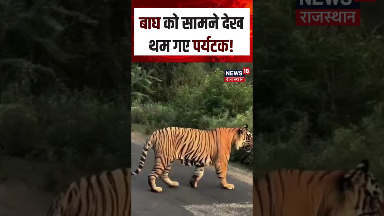 TIger Viral Video : बाघ को सामने देख थम गए पर्यटक ! | n18S | Tiger Viral Video | Top News | Breaking