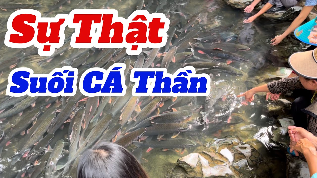 Đi suối cá thần ở thanh hóa xem Có nhiều Cá Như Lời Đồn ???