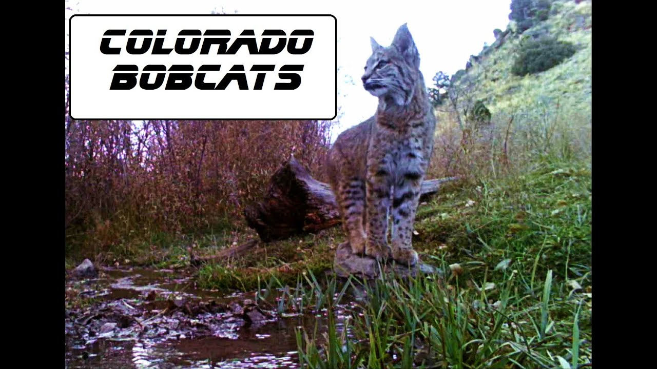 Trail Cam Videos.  Best of Bobcats Colorado.
