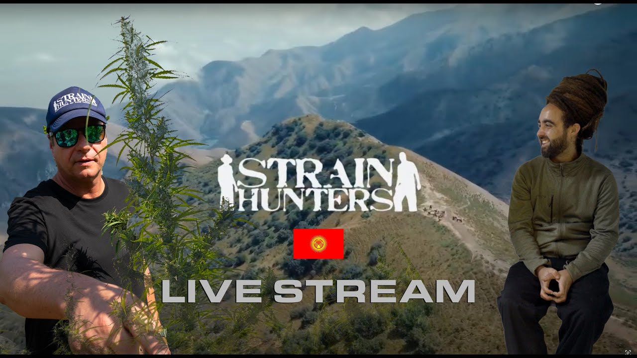 Strain Hunters Live from Kyrgyzstan via Starlink