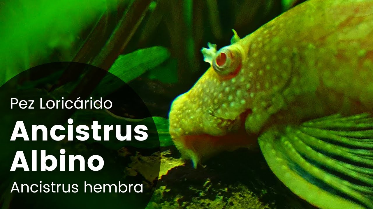 Pez Ancistrus Albino Hembra | JBL Manado Dark - Acuario 91L