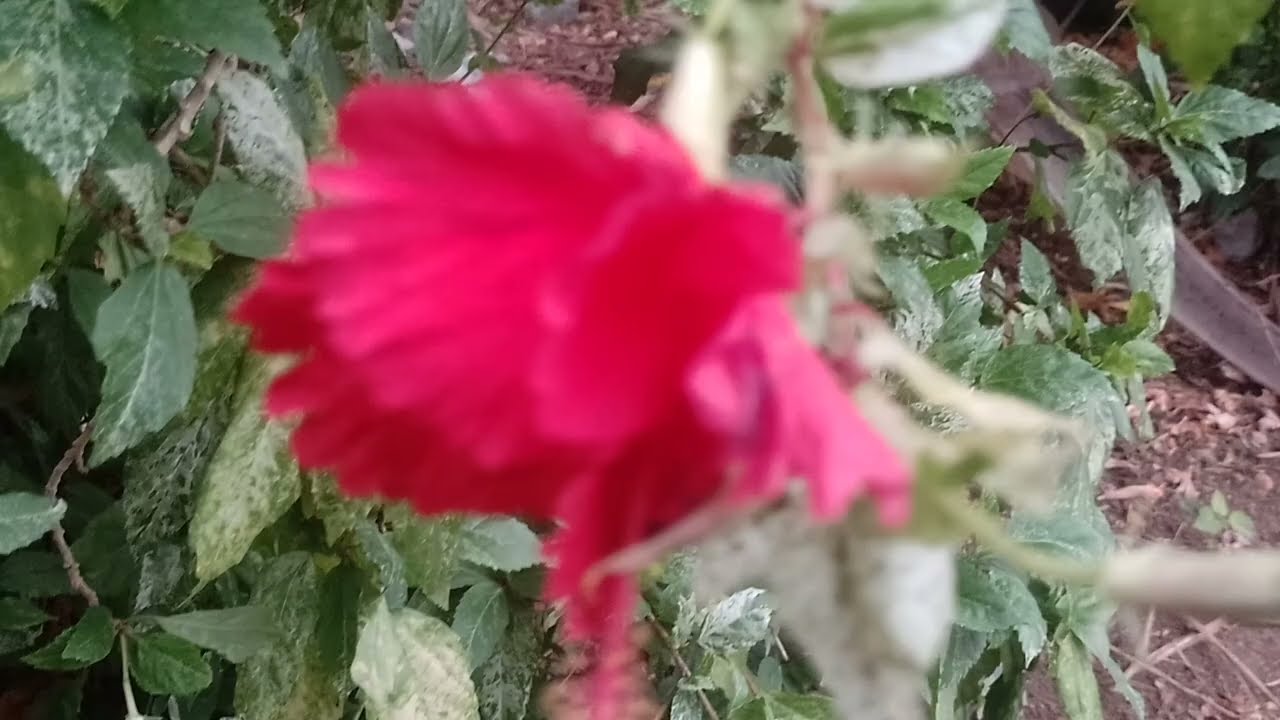 சந்திராவுக்கு ரேவதி வச்ச ஆப்பு