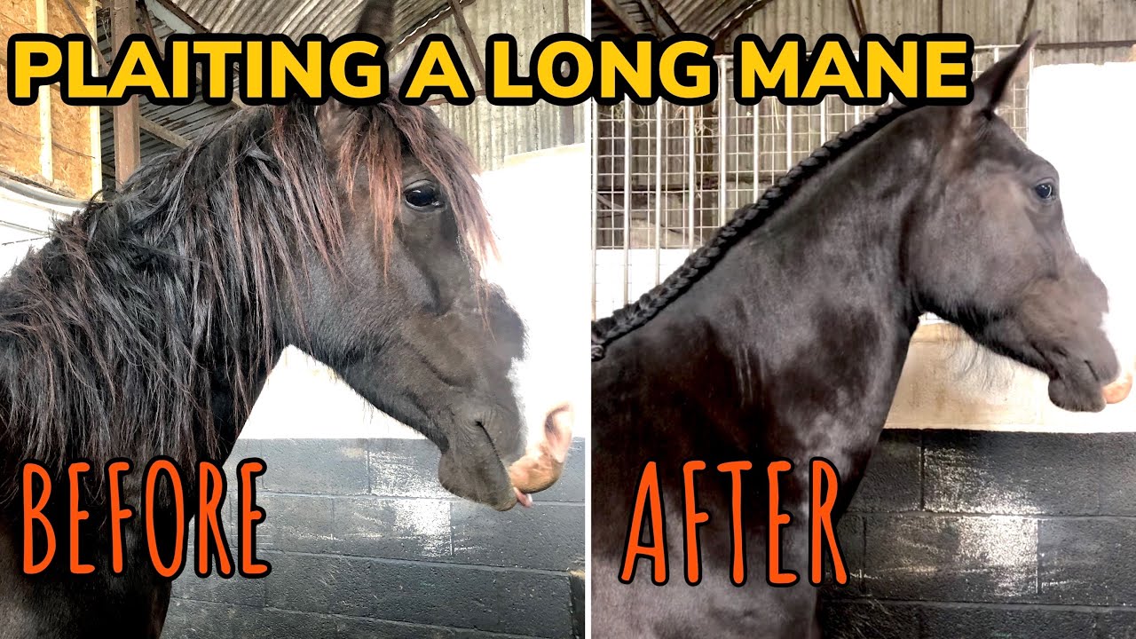 HOW TO CREST PLAIT A LONG HORSES MANE ~ Running braid technique and tutorial