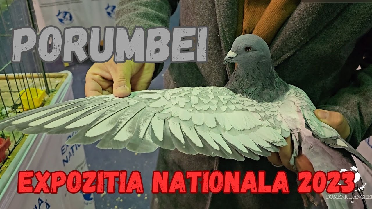 EXPOZITIA NATIOANALA 2023 - PORUMBEI