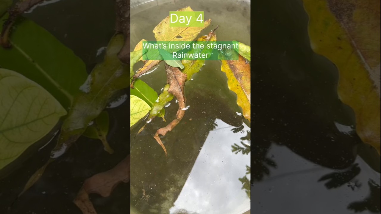 Day 4- Stagnant rainwater under the microscope