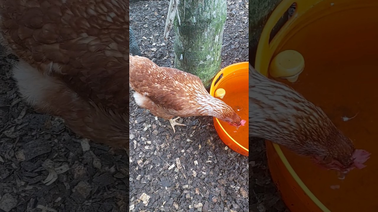 The Exceptional Isa Brown Chicken