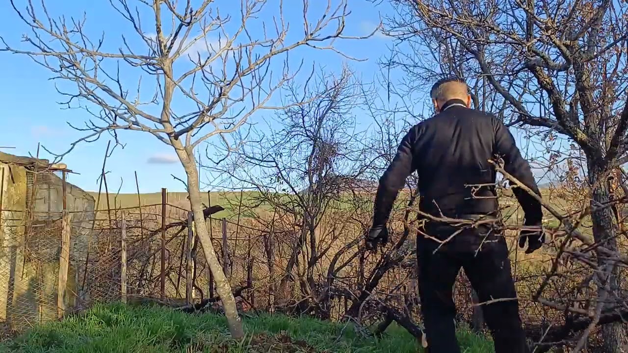 @francescotito6661 abbattment r la piant scat cu lu motoseg husqvarna 120 mark 2 🪵 