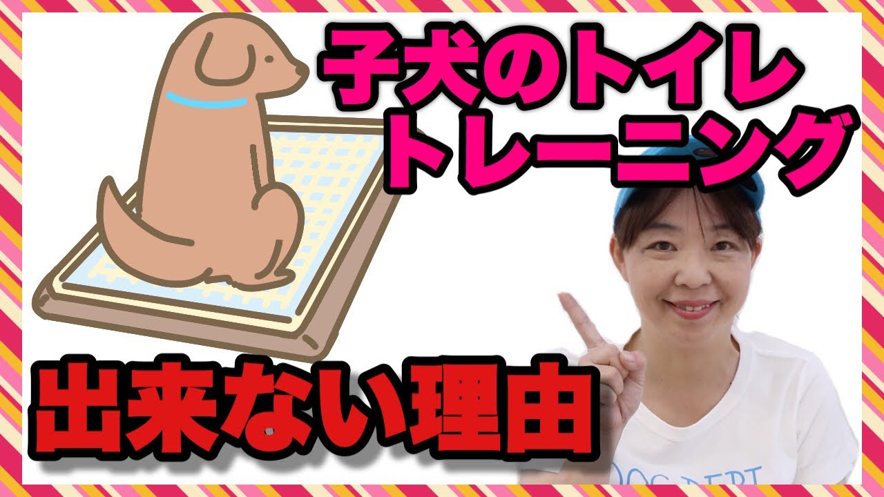 【子犬のトイレトレーニング】うまく行かない理由と理想・やりやすいトイレトレーニング