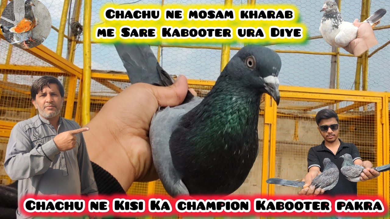 Chachu ne Kisi Ka Neela champion Kabooter pakra 💪