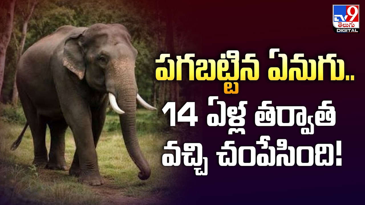 Revengeful Elephant: Returns After 14 Years and Kills! - TV9