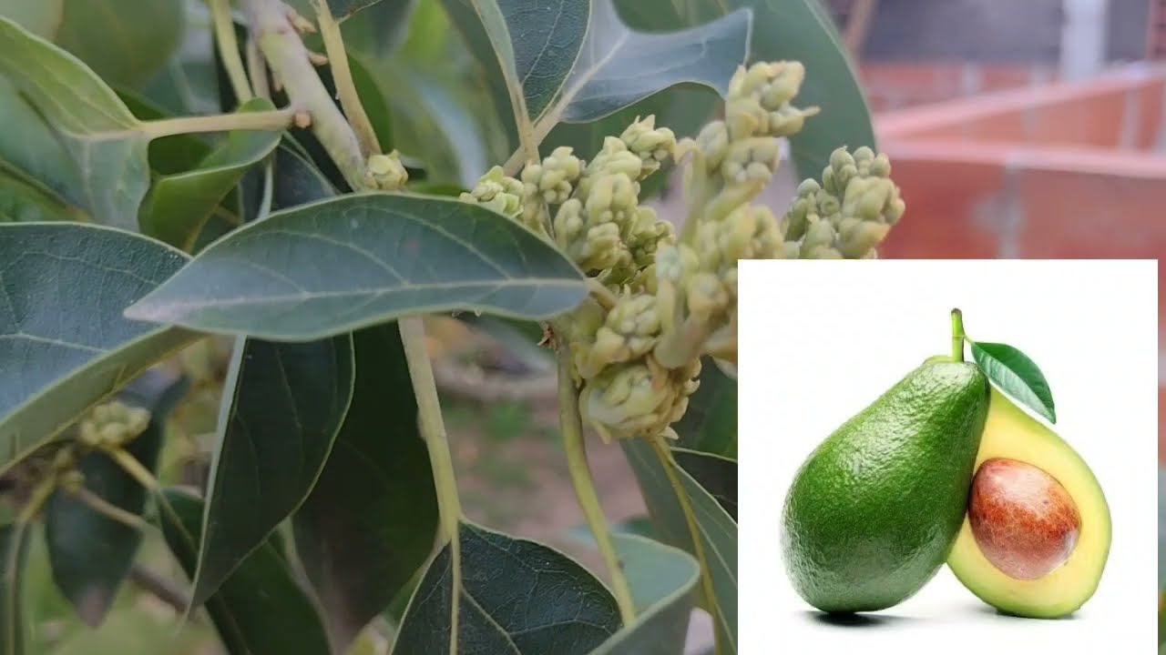 Como fazer seu pé de Abacate florir e produz, Em 60 dias