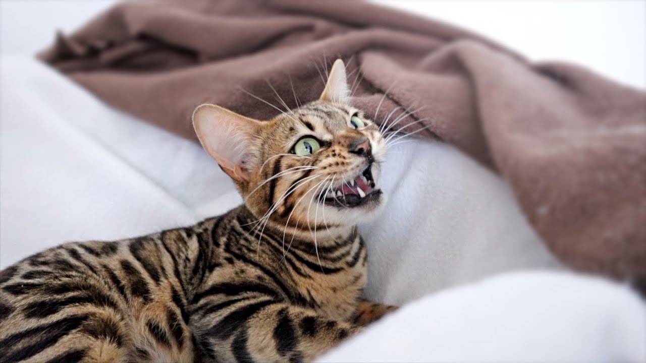 Bengal Cat Screaming from Happiness and Announcing to the World that She is going to be a Mom