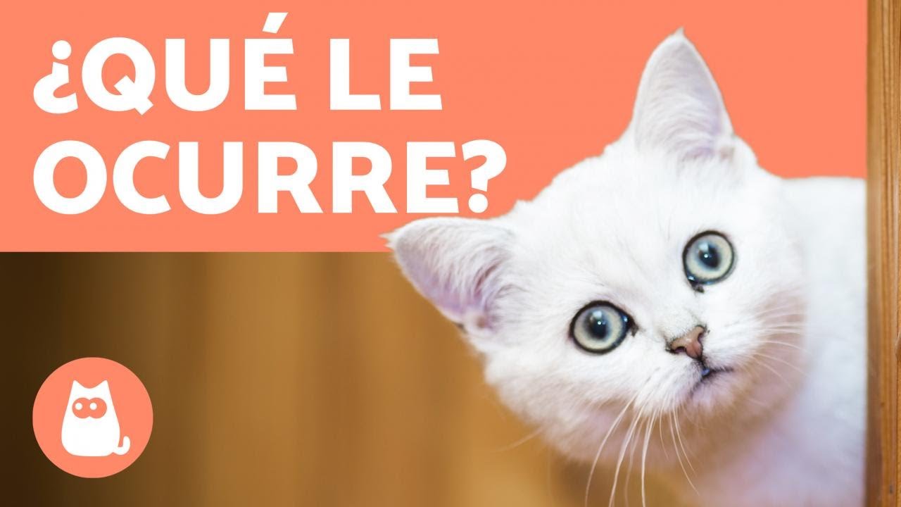 &iquest;Por qu&eacute; mi Gato est&aacute; RARO? 🐱 Causas y Qu&eacute; Hacer