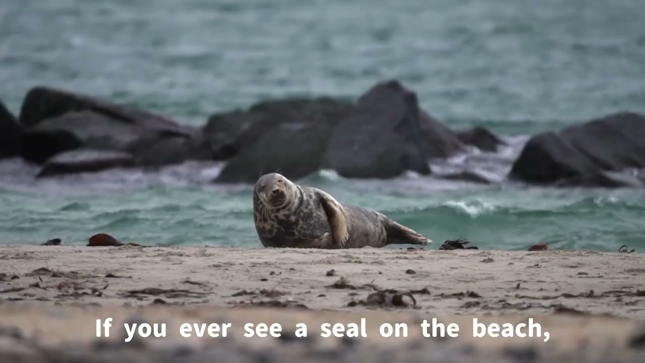 Seal rescue and rehabilitation: 
Seal rescue and Rehablitation a journey through the Wadden Sea