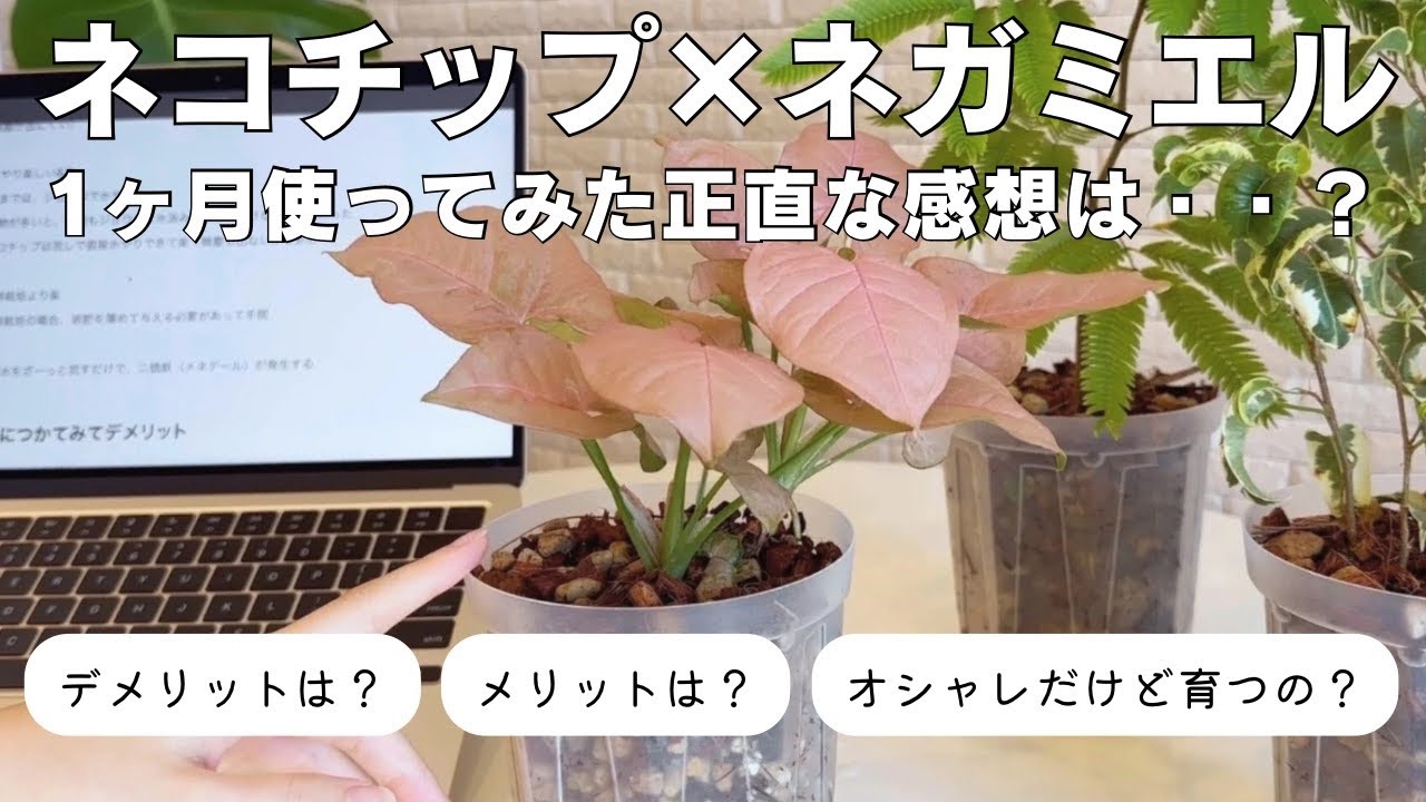 ネコチップとネガミエルに植え替えてから1ヶ月🪴成長具合はどう？メリット？デメリット？一般人の正直レビュー！