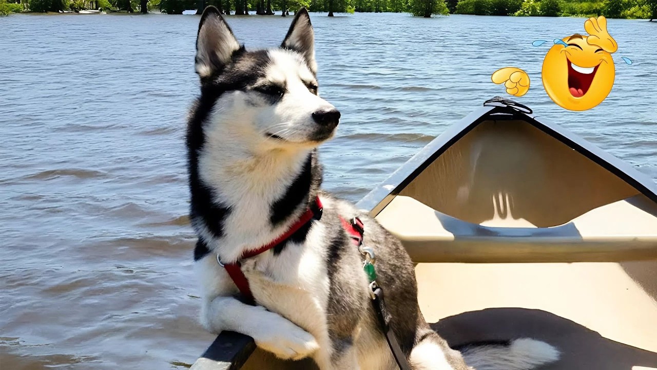 I Can’t Believe These Dogs Are Still This Funny 😂 Best Funny Dog Videos of 2026 🐶